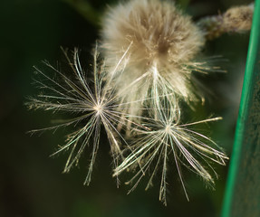 Close-up picture of overblown thistle. Fluff. Seeds. 