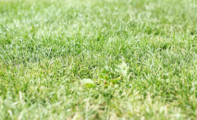 Bright green lawn from close-up. Golf. Football field. Soccerr field. 