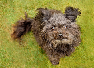 Russian Tsvetnaya Bolonka is staring into lens. Russian bolognese dog is sitting on the grass. 