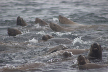Wild steller sea lions (Eumetopias jubatus) on Tuleniy island near Sakhalin