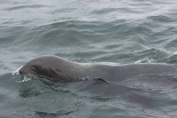 Obraz premium Wild on Tuleniy island near Sakhalin