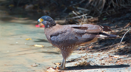 Crested serpent eagle at the waterhole in Wilpattu National Park in Sri Lanka Asia