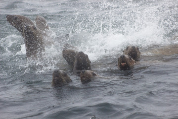 Wild steller sea lions (Eumetopias jubatus) on Tuleniy island near Sakhalin