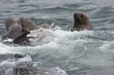 Wild steller sea lions (Eumetopias jubatus) on Tuleniy island near Sakhalin