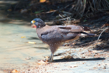 Crested serpent eagle at the waterhole in Wilpattu National Park in Sri Lanka Asia