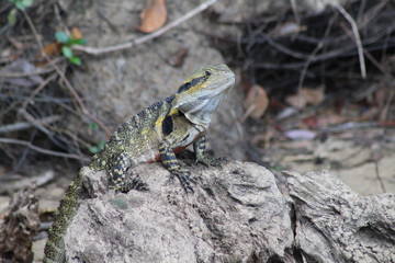 close up lizard