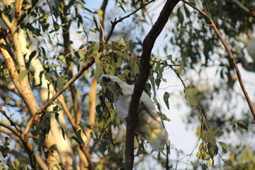 chin scratching cockatoo 