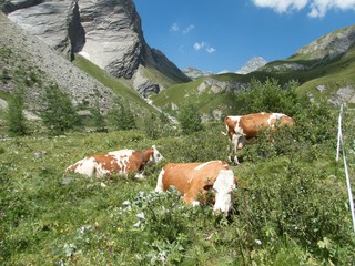 Fototapeta na wymiar cow in an alpine meadow