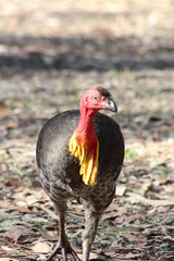 Bush turkey headshot