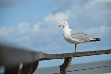 mouette oiseau