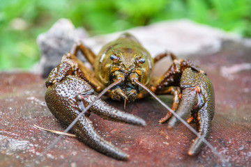 Live European crayfish