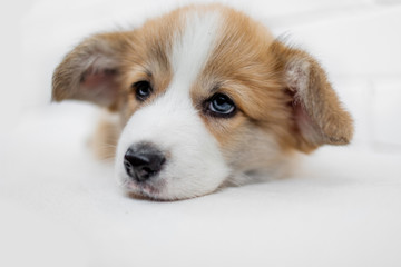 Small cute puppy dog is looking  at camera.  Beautiful sad puppy laying  on white background.