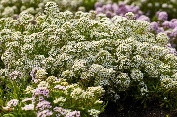 ornamental flowers in the city park, macro photography