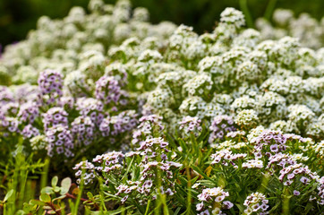 Obraz premium ornamental flowers in the city park, macro photography