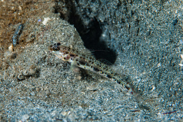 Gold-speckled shrimp-goby Amblyeleotris sp.