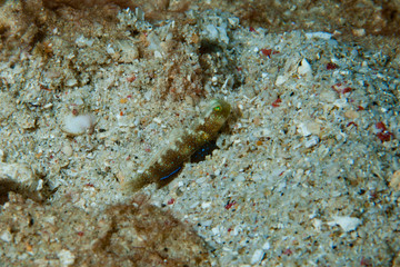 Shrimp-goby Cryptocentrus sp.