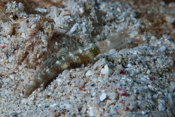 Shrimp-goby Cryptocentrus sp.