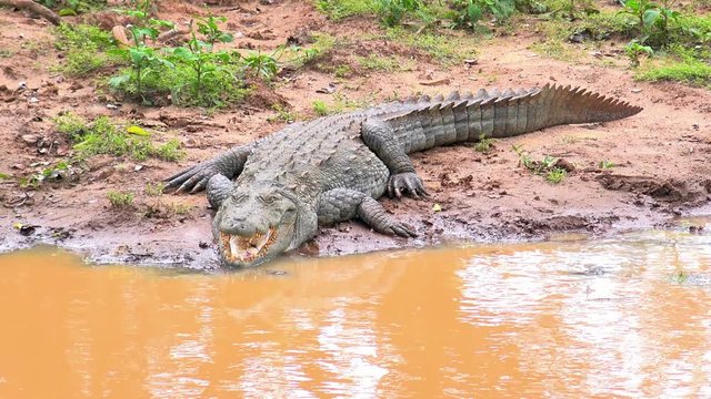 Mugger or Indian crocodile lying with open mouth on bank of shallow pond. Gorgeous wild predatory reptile resting near water. Carnivorous animal in wild nature. Yala National Park, Sri Lanka.