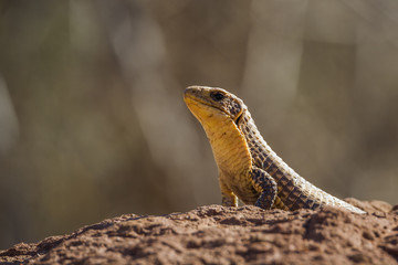 Rock monitor in Kruger National park, South Africa ; Specie Varanus albigularis family of Varanidae