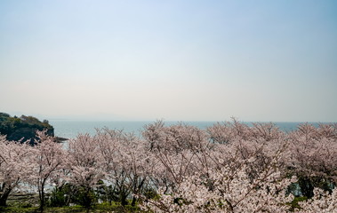 桜　粟嶋神社