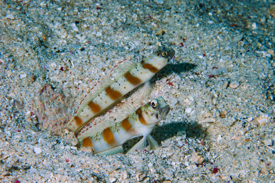Eye-brow shrimp-goby Amblyeleotris sp2