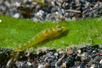 Split-Tongue Cling-Goby Pleurosycia bilobata