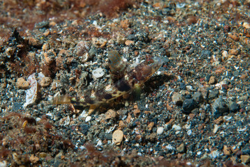 Fan Shrimp-goby Flabellogobius latruncularius