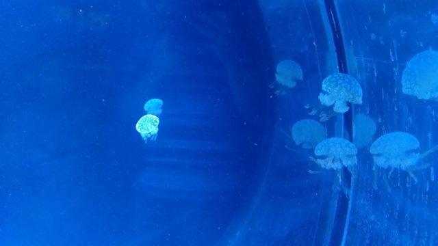 meduse