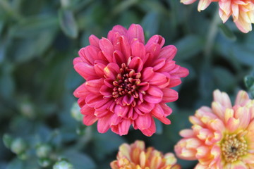 pink flower close up