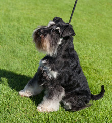 Standard Schnauzer dog.