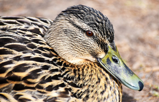 Closeup of a cute brown duck