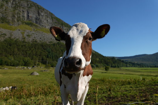 Cow, Norway © geArne