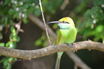 Sri-Lanka