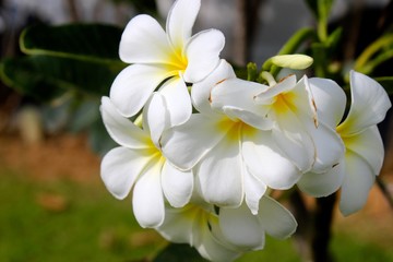 White flowers in the garden