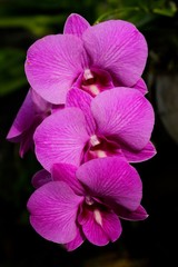 Fototapeta premium Purple flowers 