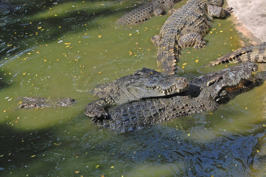 several crocodiles