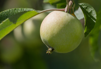 Green apples in a garden.
