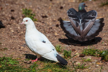 Pigeons