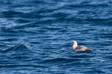 northern arctic fulmar (fulmarus glacialis) swimming in blue sea