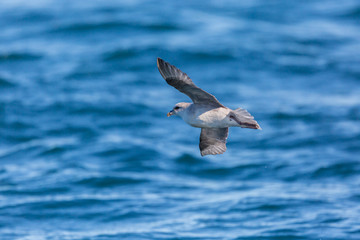 northern arctic fulmar (fulmarus glacialis) in flight, blue sea