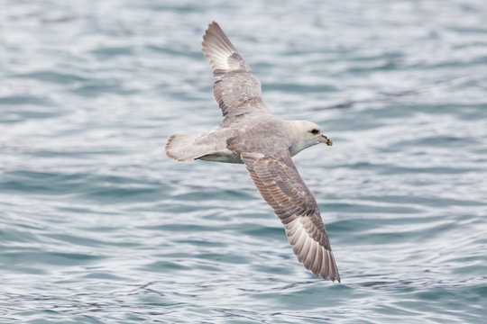 portrait northern arctic fulmar (fulmarus glacialis) flying over sea surface