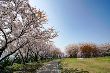 桜　粟嶋神社