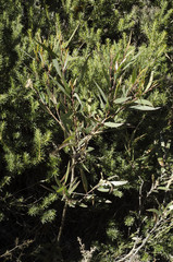 Fototapeta premium Eucalyptus tree growing in scrubland