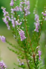 heather flowers macro