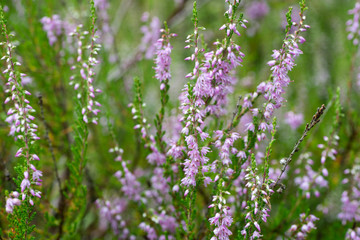 Obraz premium heather flowers macro