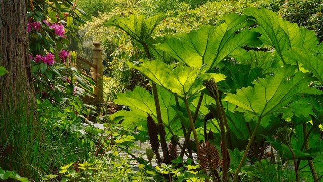 Gunnera 