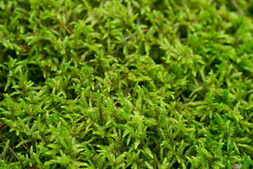 moss background texture macro