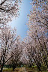 Fototapeta premium 桜 粟嶋神社