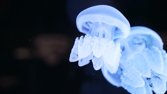 footage of group of fluorescent jellyfish swimming in Aquarium pool. transparent jellyfish underwater footage with glowing medusa moving around in the water. marine life wallpaper background.