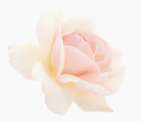 White beautiful rose.